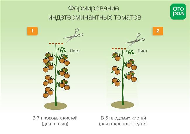 Формирование куста