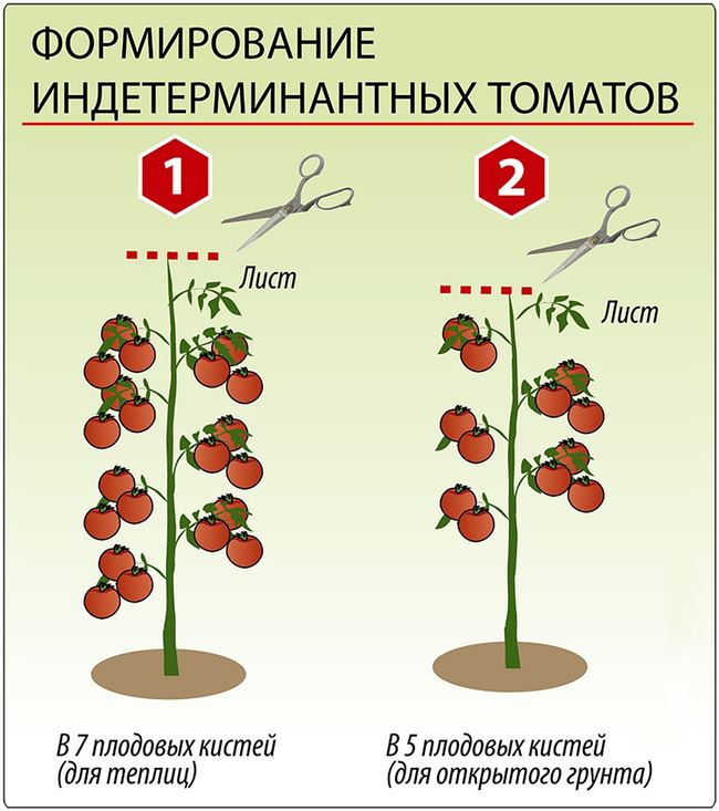 Пасынкование и подвязка