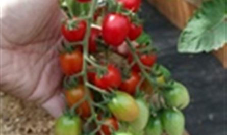 Отзыв: Семена Партнер Томат черри "Элизаберт f1" - неприхотливый черри томат для теплицы