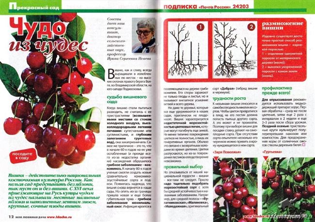 Вишня Малиновка, описание сорта, характеристика и отзывы, особенности выращивания