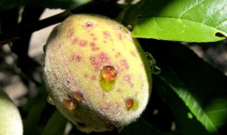 Болезни и вредители персика — профилактика и борьба