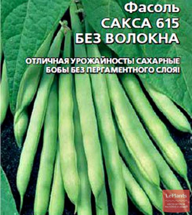 Фасоль Сакса: описание сорта, фото, отзывы, характеристика, достоинства и недостатки, особенности выращивания