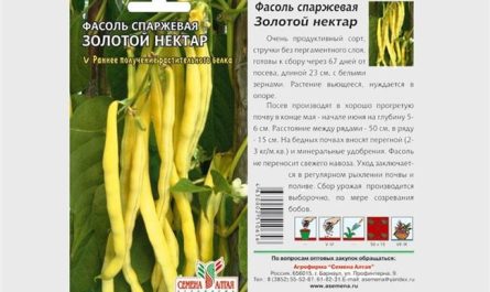 Омская Юбилейная - сорт растения Фасоль обыкновенная