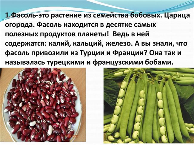 Лущильная фасоль с фото, названиями и характеристиками