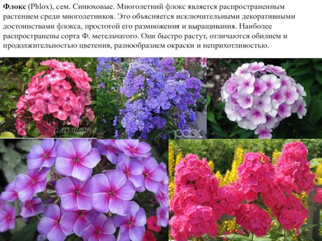 Размножение флоксов – вегетативное, семенами