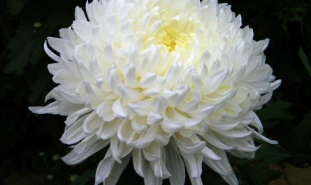 Хризантема одноголовая "Regina White", фото и описание