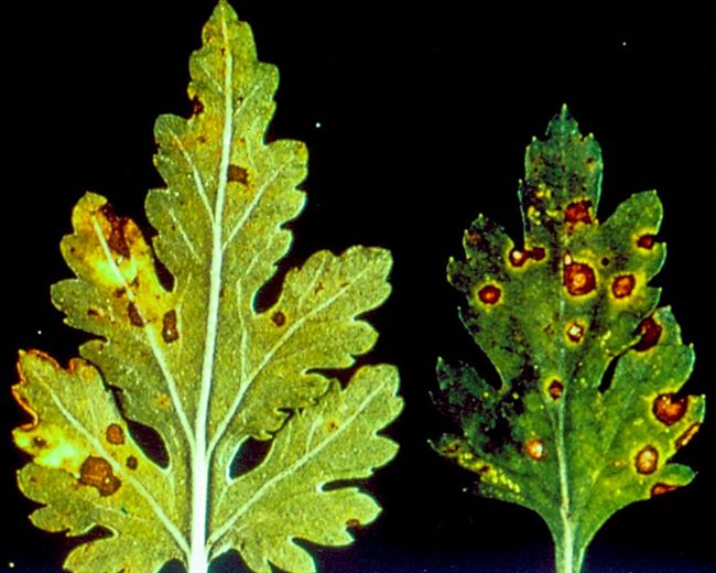 Пятнистость листьев, или септориоз, хризантемы
