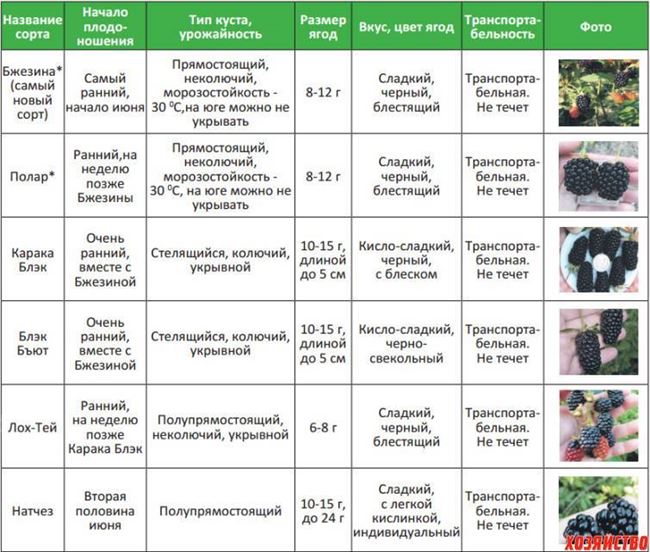 Правила выбора подходящего посадочного материала