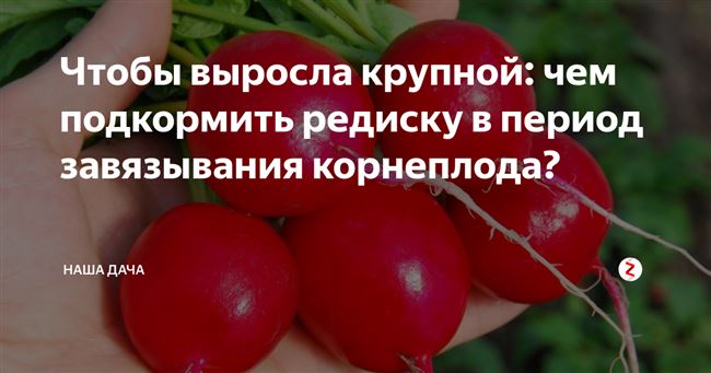 Народные методы удобрения редиса