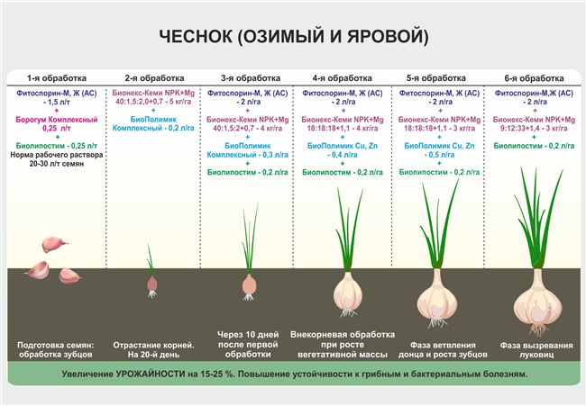 Чеснок озимый Надежный: описание сорта, фото, характеристики, посадка, урожайность, отзывы