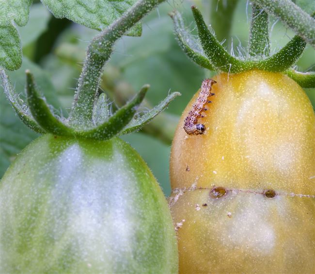 Чем можно обработать помидоры, если появились насекомые