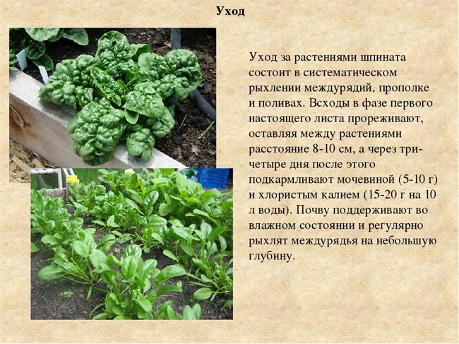 Уход за культурой