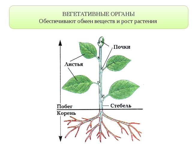Вегетативные органы