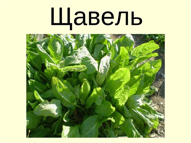 Размножение щавеля