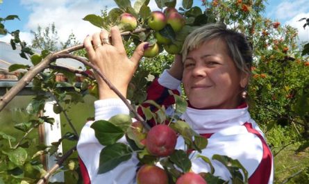 Сорт яблони «Абориген» - описание, выращивание и уход
