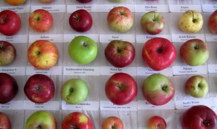 Сорта яблонь: список по алфавиту