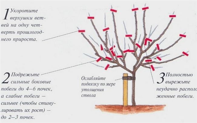 Обрезка и формирование кроны