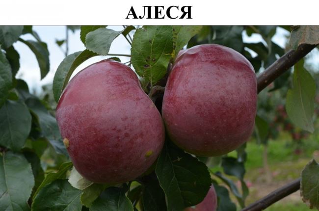 Описание яблони сорта Алеся