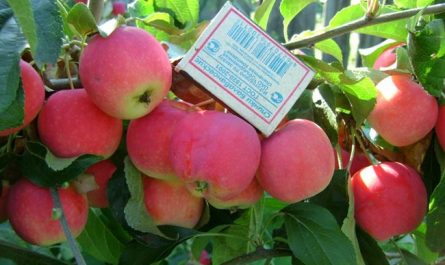 Чем хороша яблоня Алтайская красавица?