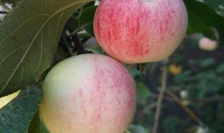 Устойчивая яблоня Алтайское румяное