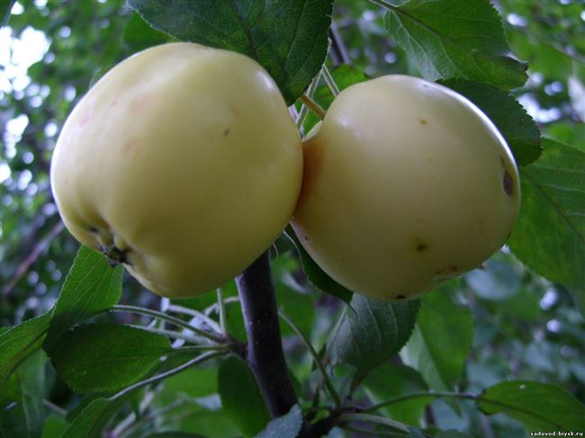 Яблоня "Алтайское янтарное"