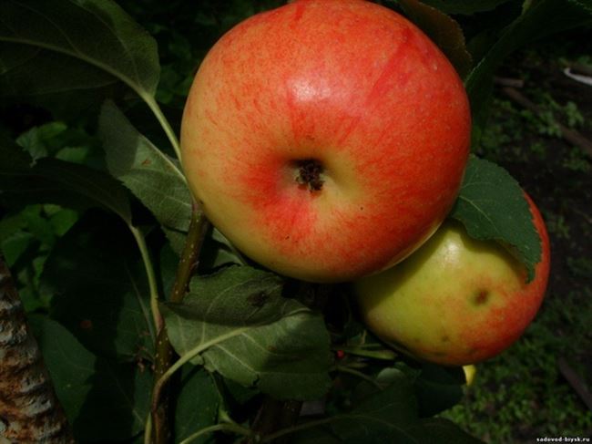 Не боится высокой влажности и низких температур сорт яблонь Алтынай