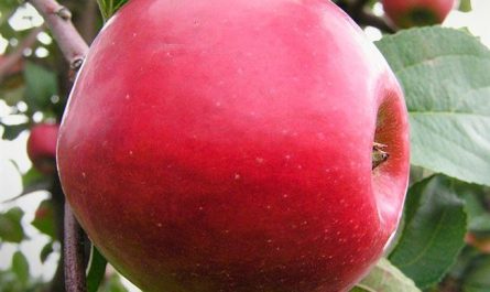 Яблоня Анис алый: особенности сорта и ухода