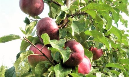 Особенности посадки и ухода за яблоней Антей