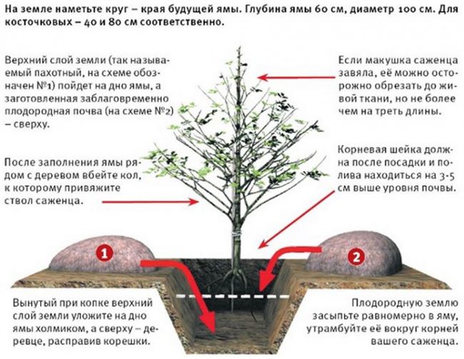 Как, когда и куда надо сажать яблони?