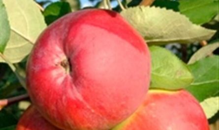 Характеристика и особенности выращивания яблони сорта Апрельское