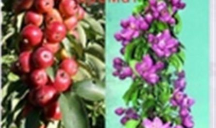 Красноцветковая колоновидная яблоня Гранатовый браслет – красота и польза