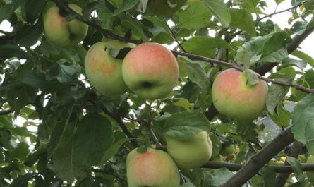 Описание сорта яблони Дочь Папировки и особенности ее выращивания, история селекции