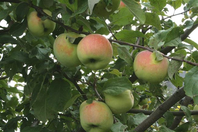Описание сорта яблони Дочь Папировки и особенности ее выращивания, история селекции