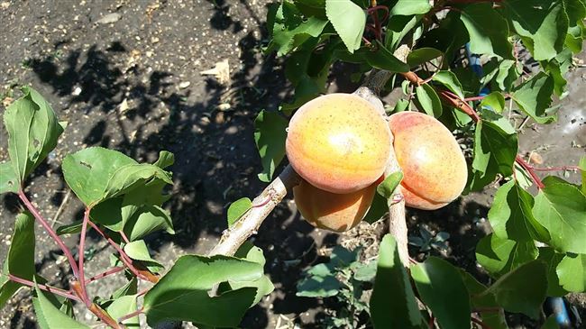 Сорта абрикоса, устойчивые к монилиозу
