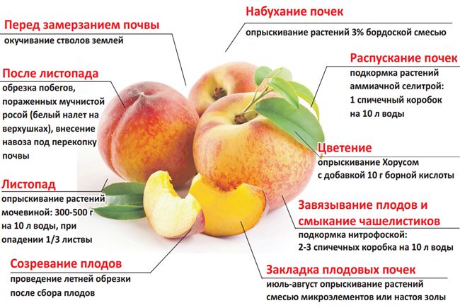 Особенности обработки абрикоса весной от болезней и вредителей 