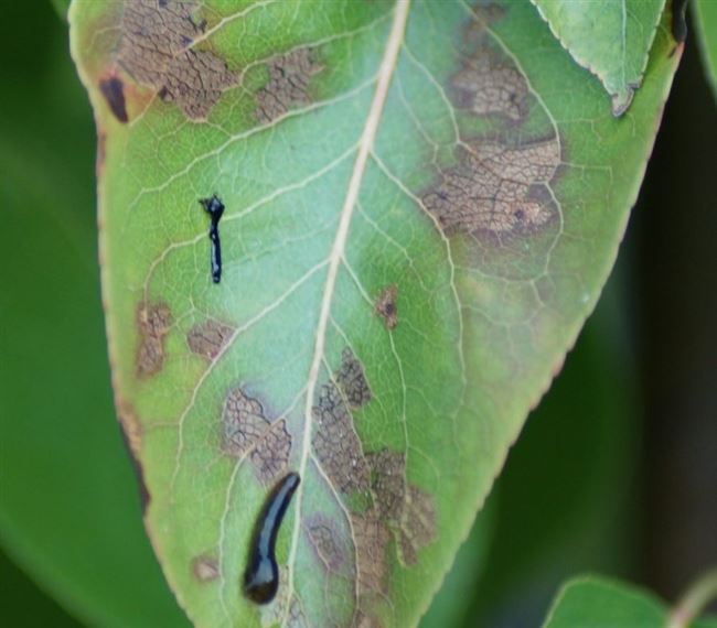 Паразиты-вредители алычи: признаки паразитирования и борьба с насекомыми