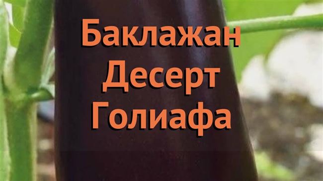  Мульчирование томатов в открытом грунте 