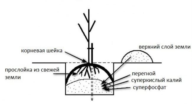 Нюансы посадки, выбор места, подготовка саженцев, алгоритм