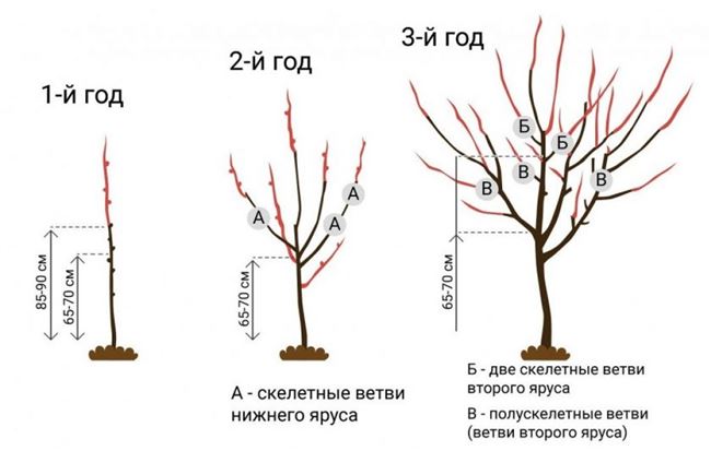  Формирование кроны 