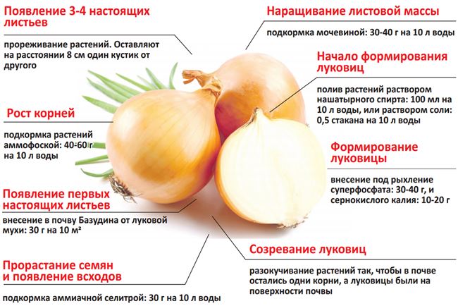 Про овощи - технология выращивания, агротехника, советы,отзывы