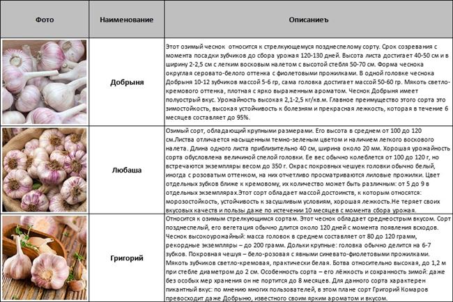 Уход за посадками ярового чеснока