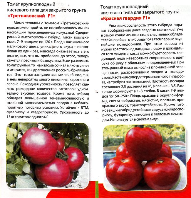 Урожайность томата Людмила и плодоношение