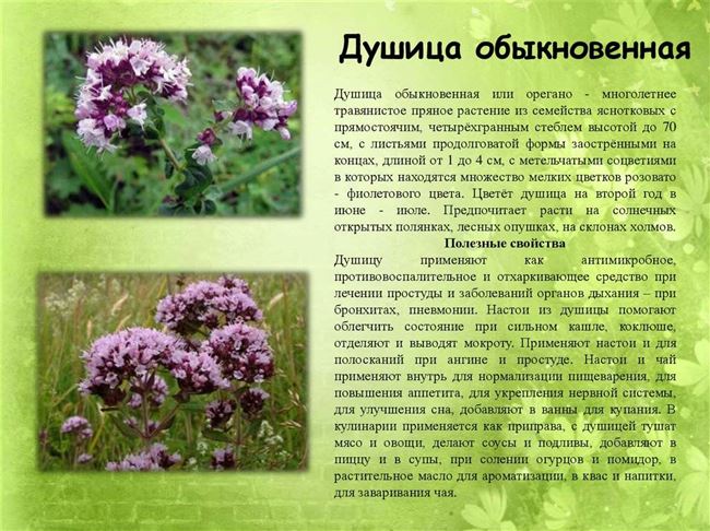 Ботаническое описание многолетней травы душицы