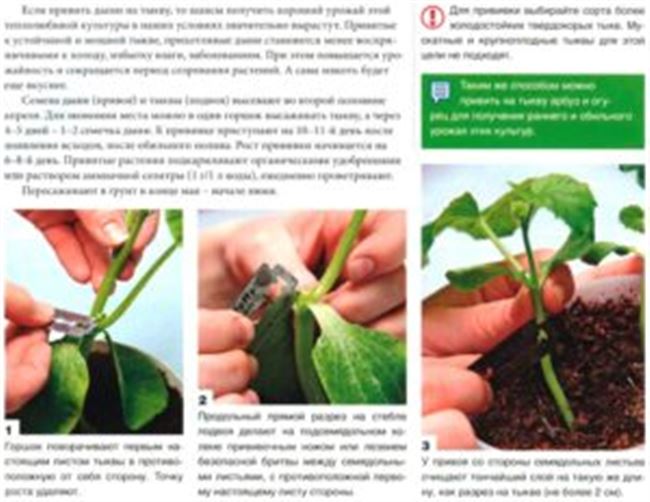 Подвой для дыни и пошаговая инструкция прививки