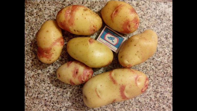 Характеристика сорта картофеля Краса