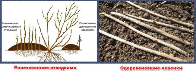 Хранение одревесневших черенков