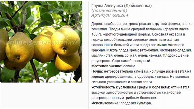 Выбор места и подготовка почвы