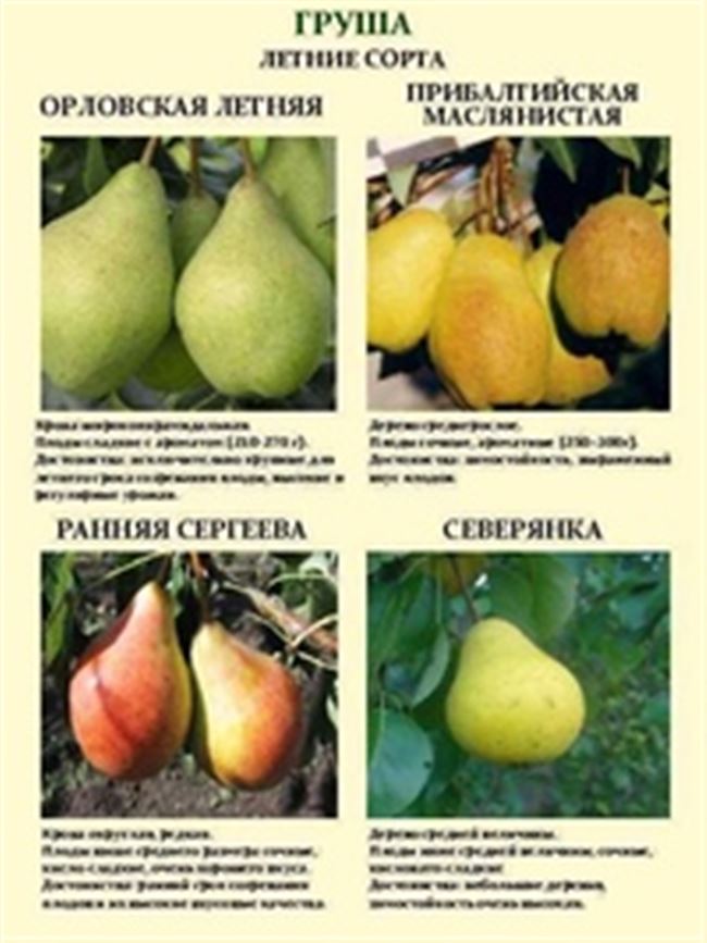 Характеристика плодов
