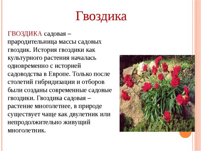 Гвоздика – описание, фото цветка, характеристика