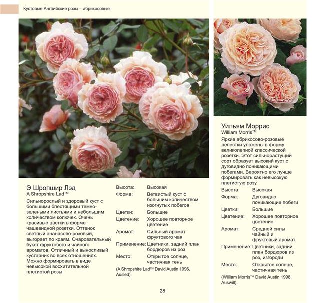 Описание сорта розы “Чайна Герл” с отзывами, уходом и фото